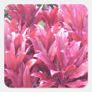 Hawaii Ti verlass Pflanze Quadratischer Aufkleber