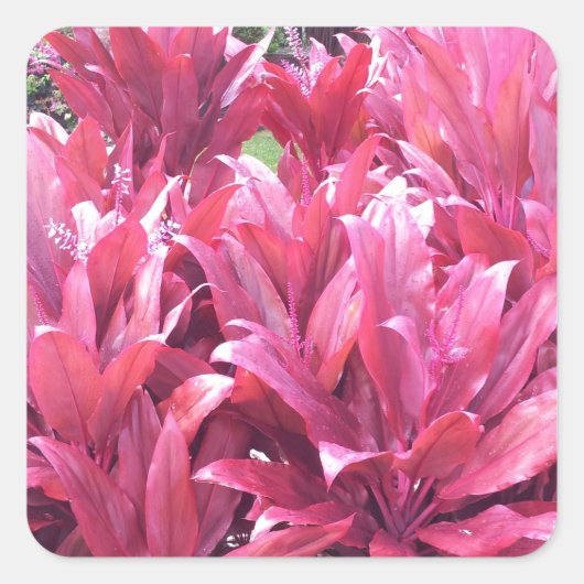 Hawaii Ti verlass Pflanze Quadratischer Aufkleber (Vorderseite)