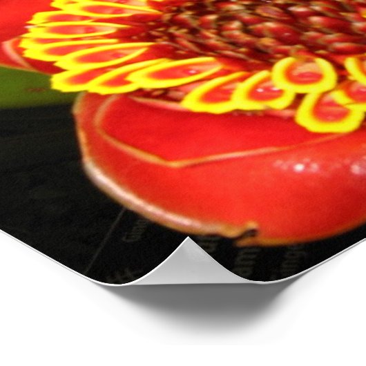 Hawaii Torch Ginger Poster (Ecke)