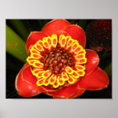 Hawaii Torch Ginger Poster (Vorne)
