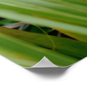 Hawaii Tree Poster (Ecke)