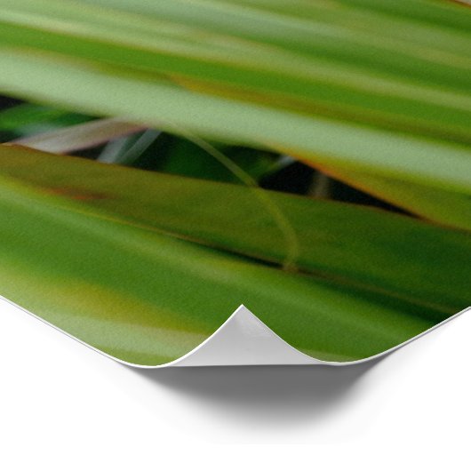 Hawaii Tree Poster (Ecke)