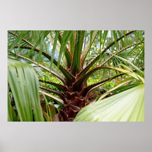 Hawaii Tree Poster (Vorne)