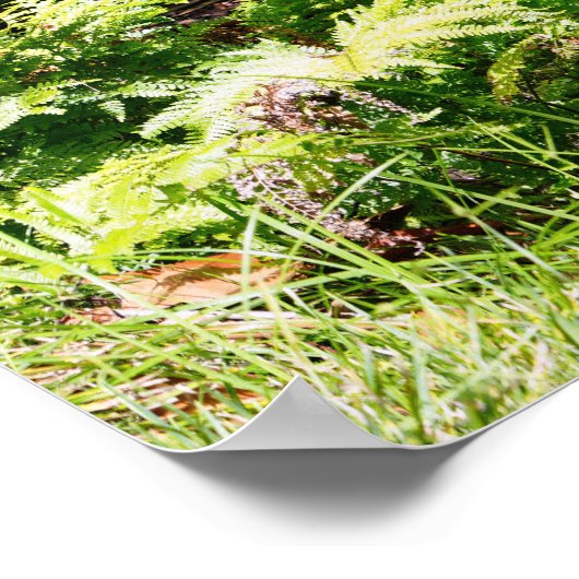 Hawaii Tree Poster (Ecke)