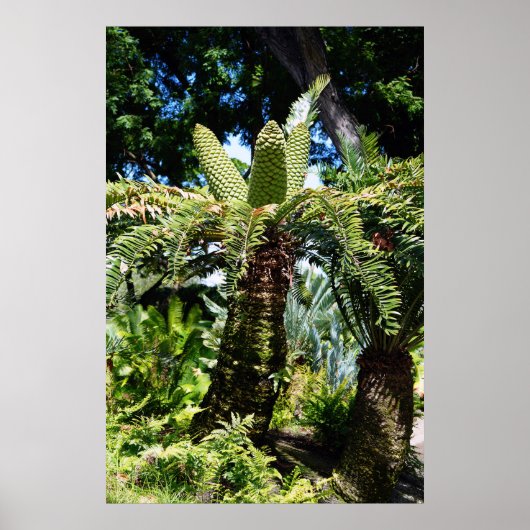 Hawaii Tree Poster (Vorne)