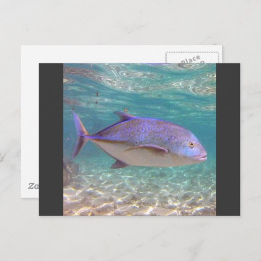 Hawaii Trevally Fish Postkarte (Vorne/Hinten)