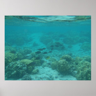 Hawaii Tropenfische unter Wasser landschaftliche L Poster