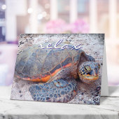 Hawaii Tropical Honu Sea Turtle Foto Relax Script Karte