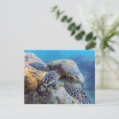 Hawaii Turtle Postkarte (Stehend Vorderseite)