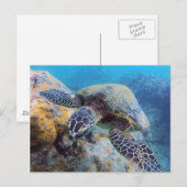 Hawaii Turtle Postkarte (Vorne/Hinten)
