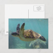 Hawaii Turtle Postkarte (Vorne/Hinten)