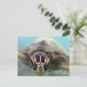 Hawaii Turtle Postkarte (Stehend Vorderseite)