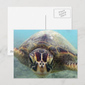 Hawaii Turtle Postkarte (Vorne/Hinten)
