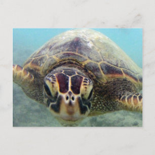 Hawaii Turtle Postkarte
