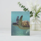 Hawaii Turtle Postkarte (Stehend Vorderseite)