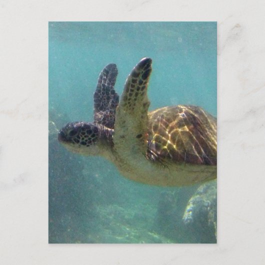 Hawaii Turtle Postkarte (Vorderseite)