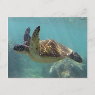 Hawaii Turtle Postkarte