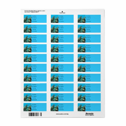 Hawaii Turtles (Vorne)