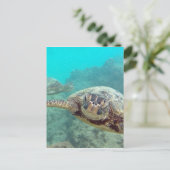 Hawaii Turtles - Honu Postkarte (Stehend Vorderseite)