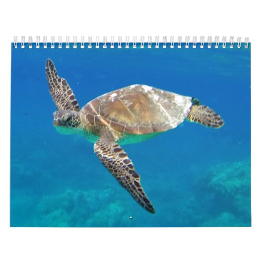 Hawaii Turtles Kalender (Titelbild)