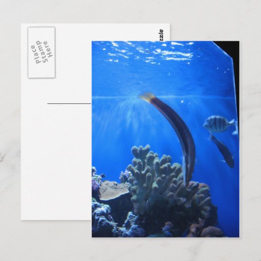 Hawaii Underwater Postkarte (Vorne/Hinten)