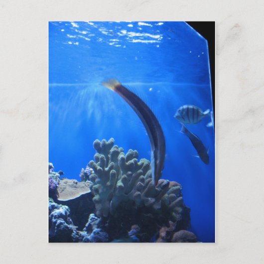 Hawaii Underwater Postkarte (Vorderseite)