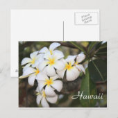 Hawaii, weiße Blume, Postkarte (Vorne/Hinten)