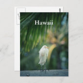 Hawaii White Heron Postcard Postkarte (Vorne/Hinten)