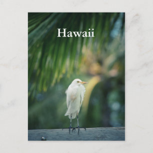 Hawaii White Heron Postcard Postkarte