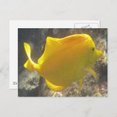 Hawaii Yellow Tang Fish Postkarte (Vorne/Hinten)
