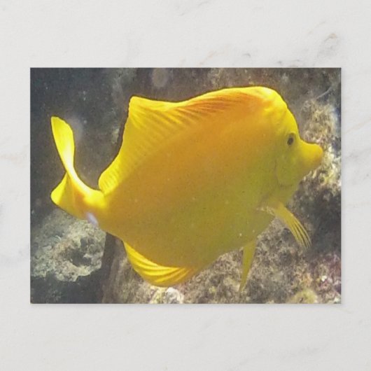 Hawaii Yellow Tang Fish Postkarte (Vorderseite)