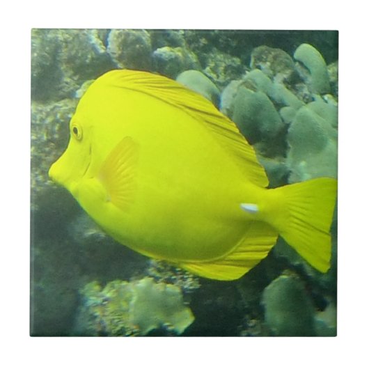 Hawaii Yellow Tang - Lau'i Pala Fliese (Vorderseite)