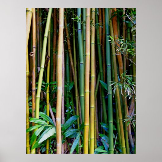 Hawaiian Bamboo Poster (Vorne)