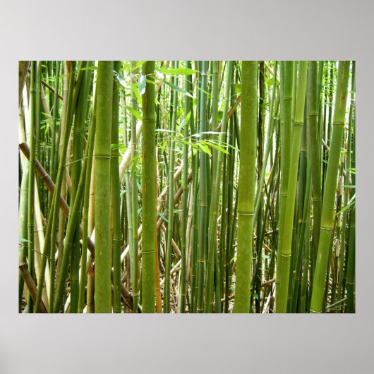Hawaiian Bamboo Poster (Vorne)