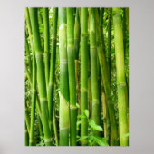 Hawaiian Bamboo Poster (Vorne)