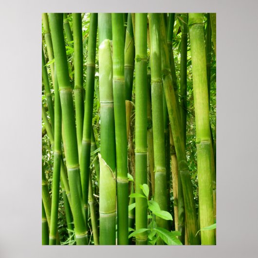 Hawaiian Bamboo Poster (Vorne)