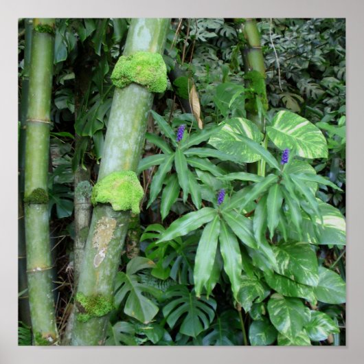 Hawaiian Bamboo und Blue Ginger Poster (Vorne)