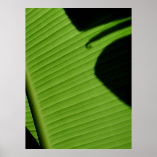 Hawaiian Banana Leaf Poster (Vorne)