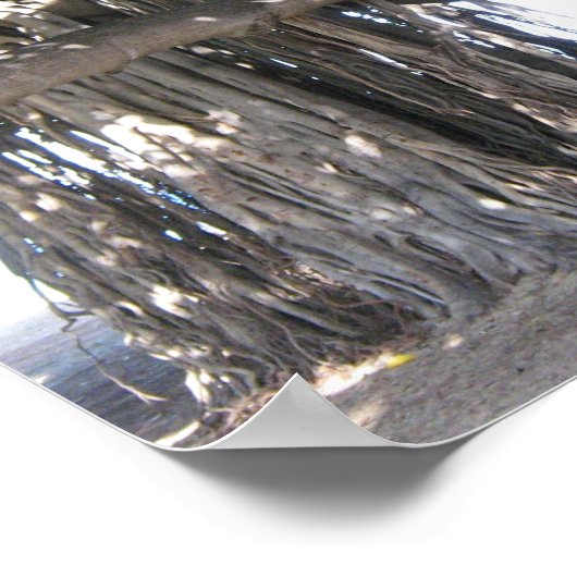 Hawaiian Banyan Tree Poster (Ecke)