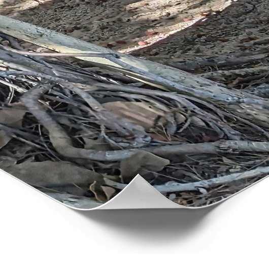 Hawaiian Banyan Tree Poster (Ecke)