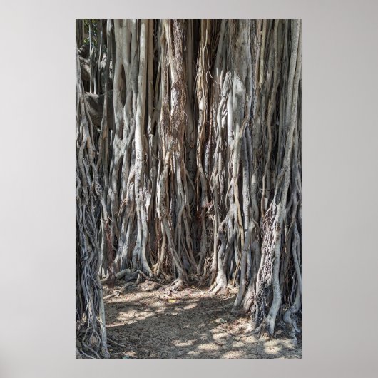 Hawaiian Banyan Tree Poster (Vorne)