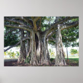 Hawaiian Banyan Tree Poster (Vorne)