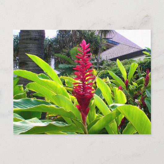 Hawaiian Bloom Postkarte (Vorderseite)