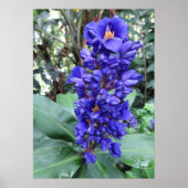 Hawaiian Blue Ginger Poster (Vorne)