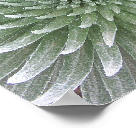 Hawaiian Cactus succulent Poster (Ecke)