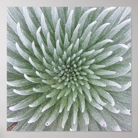 Hawaiian Cactus succulent Poster (Vorne)