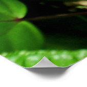 Hawaiian Chameleon Poster (Ecke)