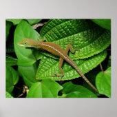 Hawaiian Chameleon Poster (Vorne)