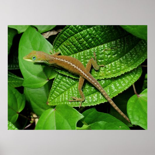 Hawaiian Chameleon Poster (Vorne)