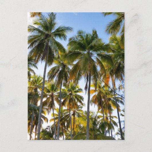 Hawaiian Exotic Beach Palm Trees Postkarte (Vorderseite)